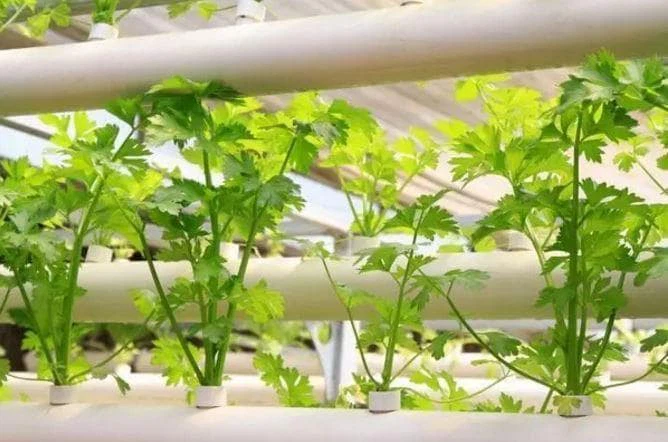 hydroponics-growing-nutrient-solution
