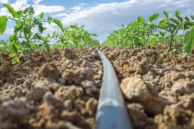 Drip Irrigation System Installation 5 Drip Irrigation System Installation 5