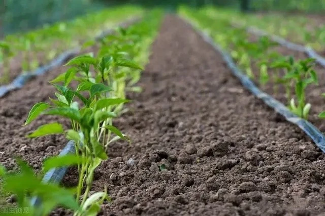 Drip Irrigation System Installation 3 Drip Irrigation System Installation 3